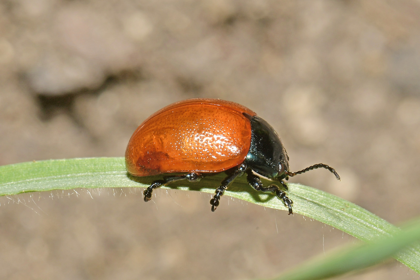 Chrysomelidae: Chrysolina grossa? S.